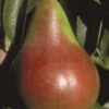 Pound European Pear 2 Pound European Pear -Alpha Garden Shop b187 pound european pear 31 1