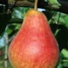 Ubileen European Pear 1 Ubileen European Pear -Alpha Garden Shop b260 ubileen pear 3 1