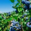 Big Blueberry Bundle No.1 1 Big Blueberry Bundle No.1 -Alpha Garden Shop bbbs3