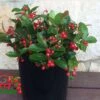 Berry Cascade ™ Wintergreen -Alpha Garden Shop berrycas w logojpeg 1
