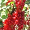 Rovada Red Currant -Alpha Garden Shop best rovada red currant 1