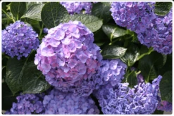 Let's Dance® Blue Jangles® Reblooming Hydrangea -Alpha Garden Shop bjangle