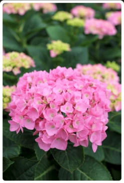 Let's Dance® Blue Jangles® Reblooming Hydrangea -Alpha Garden Shop bjangle2
