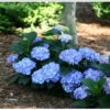 Let's Dance® Blue Jangles® Reblooming Hydrangea -Alpha Garden Shop bjangle4