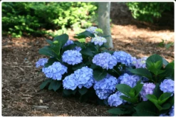 Best Seller 7 Let's DanceĀ® Blue JanglesĀ® Reblooming Hydrangea