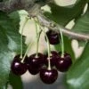 Black Tartarian Cherry 2 Black Tartarian Cherry -Alpha Garden Shop black tartarian 600x635 1
