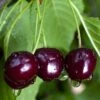 Black Gold Cherry 2 Black Gold Cherry -Alpha Garden Shop black gold cherry