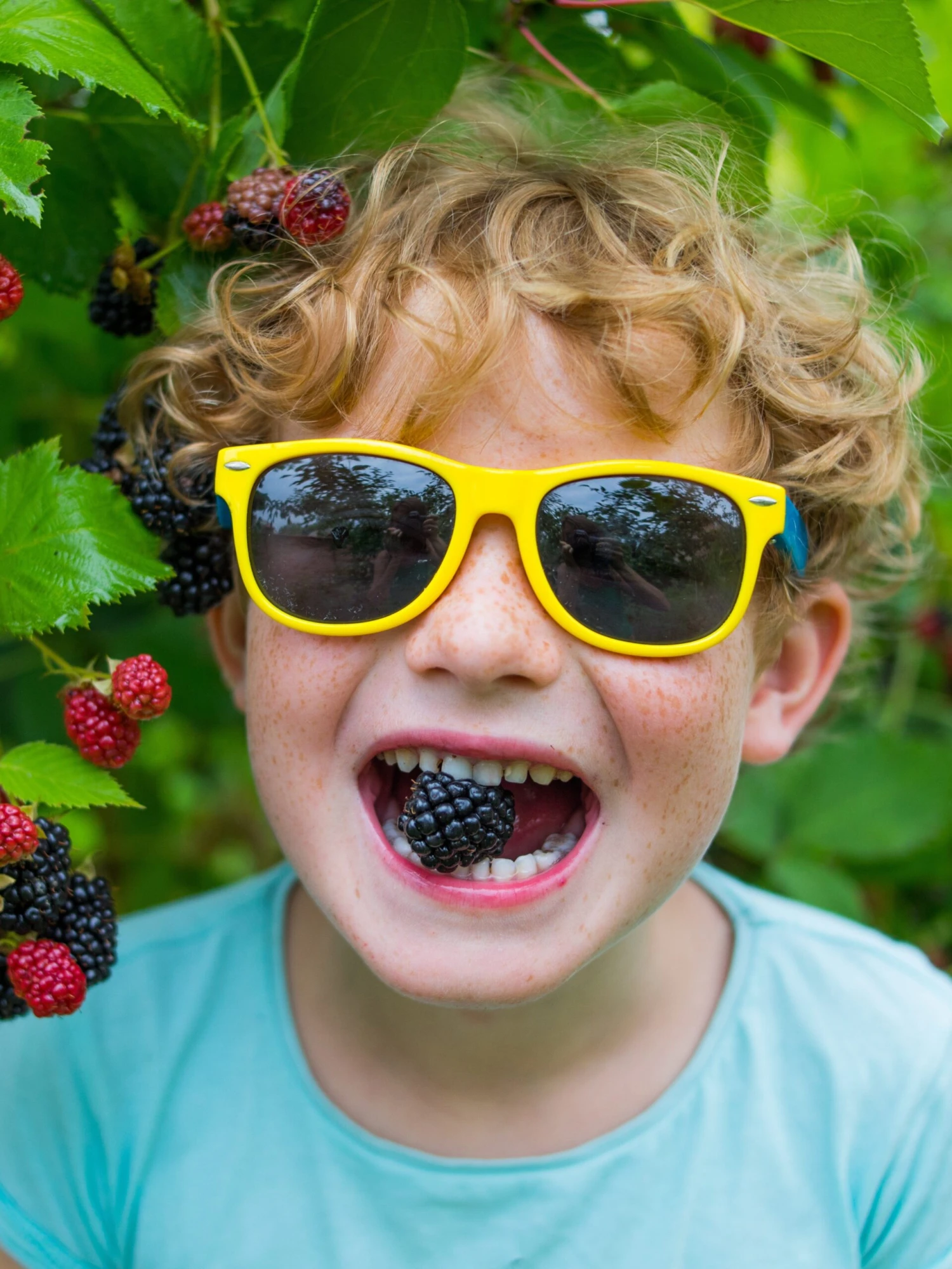 Raintree KIDS! Arapaho Thornless Blackberry 3 Raintree KIDS! Arapaho Thornless Blackberry