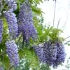 Alpha Blue Moon Wisteria 1 Alpha Blue Moon Wisteria -Alpha Garden Shop bluemoon