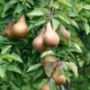 Bosc European Pear -Alpha Garden Shop bosc pear 1