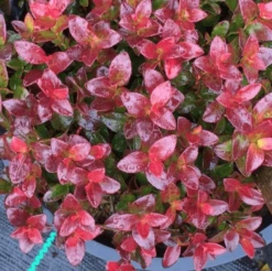 Gaylussacia Brachycera 'Berried Treasure'™ -Alpha Garden Shop btbriggs2