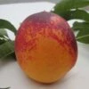 Speckled Egg Nectarine 1 Speckled Egg Nectarine -Alpha Garden Shop c578 speckled egg 1 1