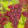 Canadice Seedless Grape -Alpha Garden Shop canadice grape 1