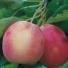 Centennial Crabapple -Alpha Garden Shop centennialapplefruit0101