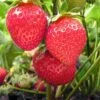 Chandler Strawberry Bundle (2 Packs) 2 Chandler Strawberry Bundle (2 Packs) -Alpha Garden Shop chandler