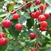 Balaton™ Cherry -Alpha Garden Shop cherries joylandis