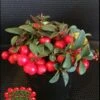 Cherry Berries ™ Wintergreen