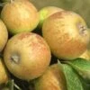 Medaille D'Or Cider Apple 2 Medaille D'Or Cider Apple -Alpha Garden Shop cider apple a435s medillin