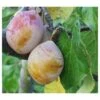 Royal European Plum Bundle No. 2 1 Royal European Plum Bundle No. 2 -Alpha Garden Shop coes g drop 1