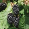 Columbia Star Thornless Blackberry -Alpha Garden Shop columbia star 1