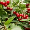 Combination Dwarf Cherry Tree (3 Varieties) 2 Combination Dwarf Cherry Tree (3 Varieties) -Alpha Garden Shop combination cherry 1