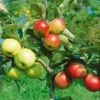 Combination Disease-Resistant Apple (3 Varieites) 2 Combination Disease-Resistant Apple (3 Varieites) -Alpha Garden Shop combo