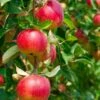 Combo Heritage Apple (5 Varieties) 1 Combo Heritage Apple (5 Varieties) -Alpha Garden Shop combo apple 1 688ef06d 72e5 4c65 b463 aee1bfb894c8
