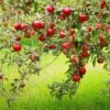 Combo Disease-Resistant Apple (5 Varieties) -Alpha Garden Shop combo disease resistant apple 1 6b1186b1 0692 4465 97f6 868a552e26fe