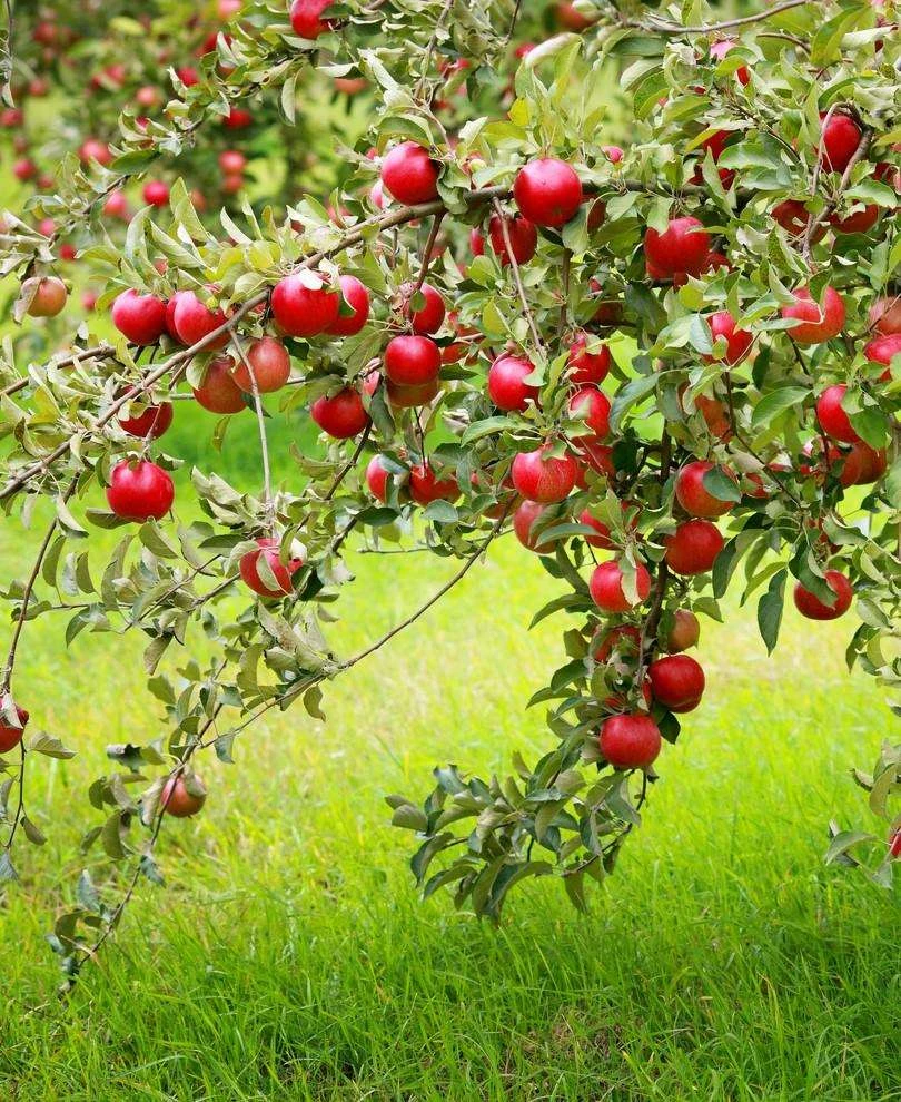 Combo Disease-Resistant Apple (5 Varieties) 3 Combo Disease-Resistant Apple (5 Varieties)