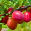 Combo Asian Plum (4 Varieties) 1 Combo Asian Plum (4 Varieties) -Alpha Garden Shop combo asian plum