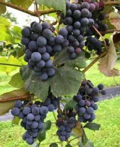Concord Grape