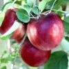 Cosmic Crisp® Apple 2 Cosmic Crisp® Apple -Alpha Garden Shop cosmic crisp