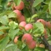 WSU Puget Spice Crabapple 2 WSU Puget Spice Crabapple -Alpha Garden Shop crabapple a725s puget spice 1