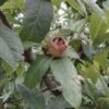 Marron™ Medlar -Alpha Garden Shop d009