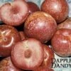 Combo Pluot Tree (4 Varieties)