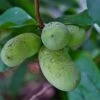 Potomac® Paw Paw -Alpha Garden Shop ddddpawapaw