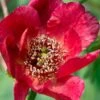 Paeonia Delavayi 1 Paeonia Delavayi -Alpha Garden Shop delavyi