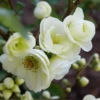 Double Take Eternal White™ Flowering Quince -Alpha Garden Shop dtew