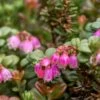 Dwarf Lingonberry