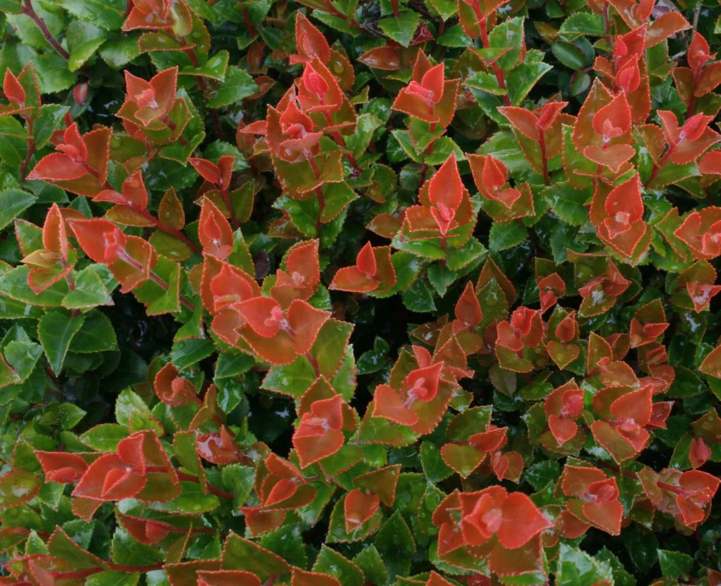 Scarlet Ovation Huckleberry 3 Scarlet Ovation Huckleberry