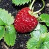 Marshall Strawberry 1 Marshall Strawberry -Alpha Garden Shop e470 marshall strawberry 1 1