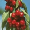 Vandalay Cherry -Alpha Garden Shop early burlat cherry 450x d5e01485 b31c 4738 a2e1 f8bc4a4db9b4