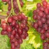 Einset Seedless Grape -Alpha Garden Shop einset grape 1
