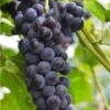 Faith Seedless Grape 1 Faith Seedless Grape -Alpha Garden Shop faith grape