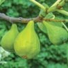Lattarula Fig 2 Lattarula Fig -Alpha Garden Shop fg201 EG figs varieties 5
