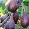 Nordland Fig -Alpha Garden Shop figs d353 nordland 1 1
