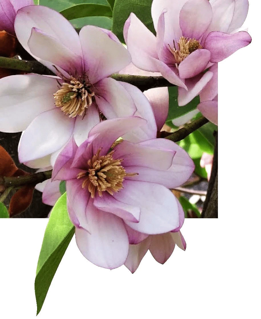 Michelia Doltsopa "Fairy Blush" 3 Michelia Doltsopa "Fairy Blush"