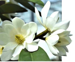 Michelia Doltsopa "Fairy White" -Alpha Garden Shop fmwhite