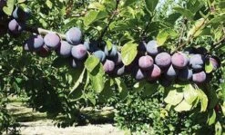 Gras Ameliorat European Plum