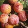 Combo Mirabelle Plum (4 Varieties) 2 Combo Mirabelle Plum (4 Varieties) -Alpha Garden Shop geneva mirabelle 16ee4f44 111e 4792 8dee 26d67292e5fb 1